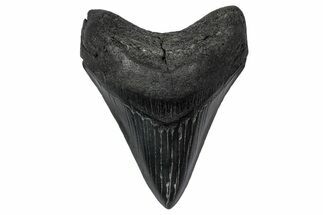 Fossil Megalodon Tooth - South Carolina #340143