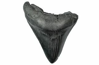 Bargain, Fossil Megalodon Tooth - South Carolina #340146