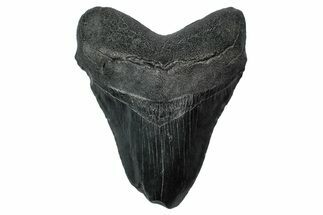 Bargain, Fossil Megalodon Tooth - South Carolina #340152