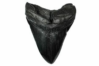 Fossil Megalodon Tooth - South Carolina #340196