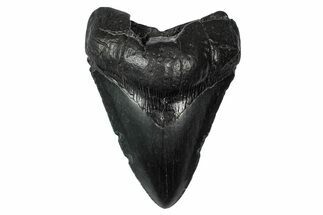 Fossil Megalodon Tooth - South Carolina #340199