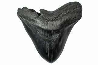 Bargain, Fossil Megalodon Tooth - South Carolina #340207