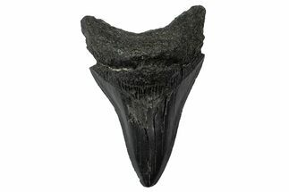 Serrated, Fossil Megalodon Tooth - South Carolina #340209
