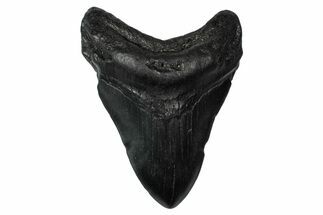 Fossil Megalodon Tooth - South Carolina #340215