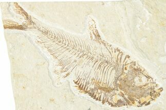 Detailed Fossil Fish (Diplomystus) - Wyoming #346058
