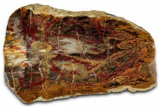 Polished Yellow Cat Jasper Replaced Petrified Wood - Utah #346219