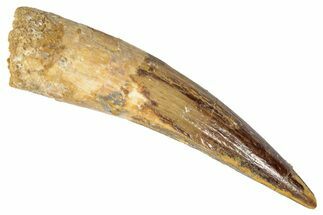 Fossil Spinosaurus Tooth - Real Dinosaur Tooth #346299
