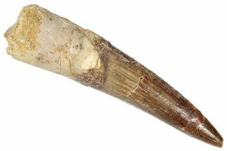 Fossil Spinosaurus Tooth - Real Dinosaur Tooth #346305