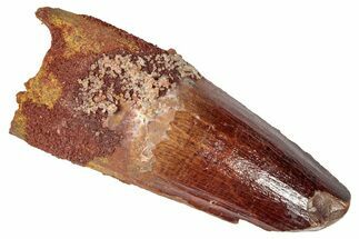 Fossil Spinosaurus Tooth - Feeding Worn Tip #346317