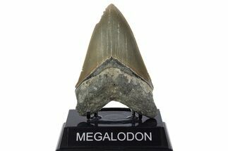 Serrated, Fossil Megalodon Tooth - North Carolina #346324