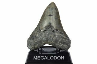 Fossil Megalodon Tooth - North Carolina #346327