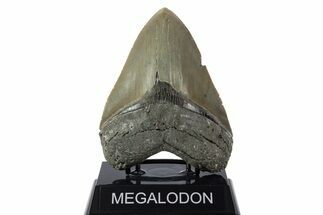 Serrated, Fossil Megalodon Tooth - North Carolina #346331
