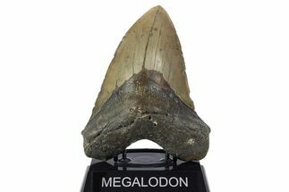 Huge, Fossil Megalodon Tooth - North Carolina #346336