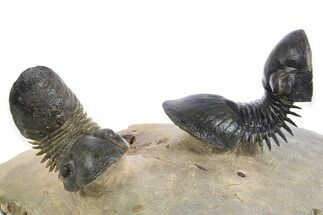 Two Flying Paralejurus Trilobites - Atchana, Morocco #344469
