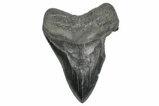 Bargain, Fossil Megalodon Tooth - South Carolina #340135