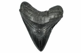 Fossil Megalodon Tooth - South Carolina #340139