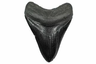 Fossil Megalodon Tooth - South Carolina #340188