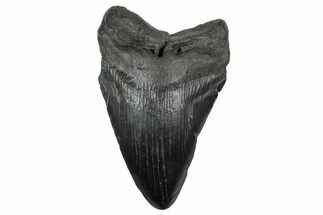 Fossil Megalodon Tooth - South Carolina #340194