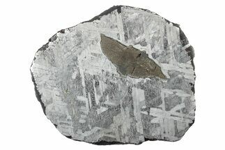 Etched Toluca Iron Meteorite ( g) Slice - Mexico #346495