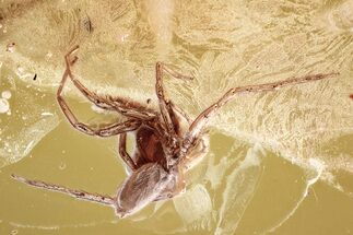 Detailed Fossil Spider (Araneae) In Baltic Amber #346377