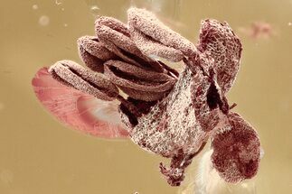 Detailed Fossil Oak Flower (Quercus) In Baltic Amber #346382