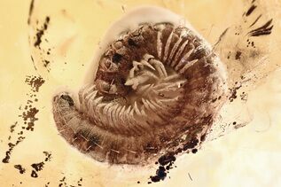 Premium Specimens For Sale