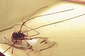 Detailed Fossil Daddy Long-Leg in Baltic Amber #346397