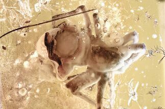 Large Detailed Fossil Spider (Araneae) In Baltic Amber #346398