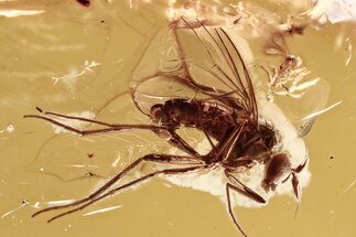 Fossil Fairy Wasp and Long-Legged Fly in Baltic Amber - Rare #346402