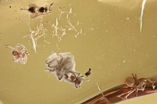 Fossil Parasitoid Wasp and Four Spiders In Baltic Amber #346426
