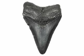Serrated, Juvenile Megalodon Tooth - South Carolina #340508