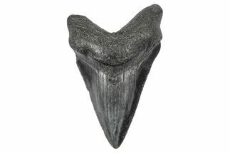 Serrated, Juvenile Megalodon Tooth - South Carolina #340509