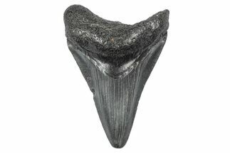 Juvenile Megalodon Tooth - South Carolina #340510