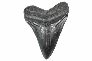 Juvenile Megalodon Tooth - South Carolina #340511