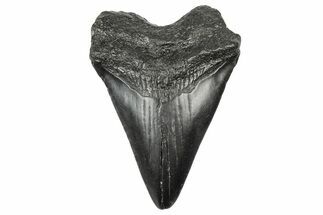 Juvenile Megalodon Tooth - South Carolina #340512