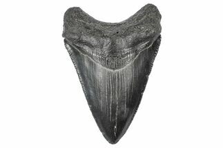 Serrated, Juvenile Megalodon Tooth - South Carolina #340513