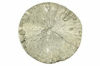 Radiant Pyrite Sun - Sparta, Illinois #342589