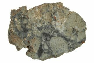 Lunar Meteorite Slice ( g) - NWA #346555