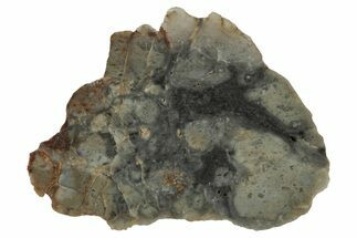 Lunar Meteorite Slice ( g) - NWA #346557