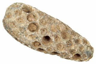Fossil Cycadophyte Seed Cone - Boujdour, Morocco #346686