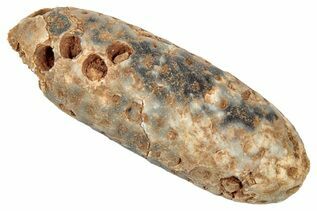 Plant Fossils For Sale