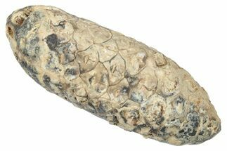 Fossil Cycadophyte Seed Cone - Boujdour, Morocco #346690