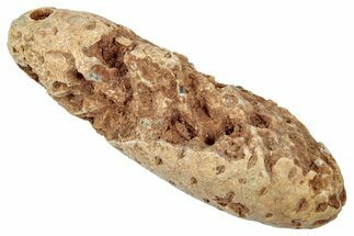 Fossil Cycadophyte Seed Cone - Boujdour, Morocco #346692