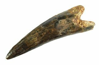 Bargain, Real Fossil Spinosaurus Tooth - Huge Dinosaur Tooth #346757