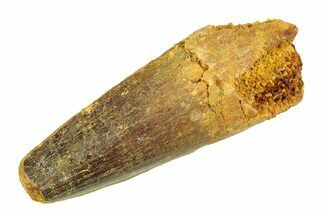 Real Fossil Spinosaurus Tooth - Feeding Worn Tip #346766