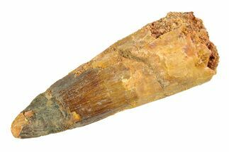 Fossil Spinosaurus Tooth - Real Dinosaur Tooth #346767