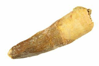 Fossil Spinosaurus Tooth - Real Dinosaur Tooth #346778