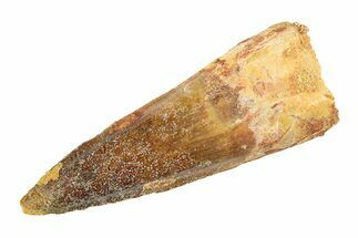 Fossil Spinosaurus Tooth - Real Dinosaur Tooth #346781