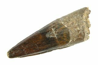 Real Fossil Spinosaurus Tooth - Beautiful Enamel #346785