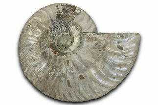 Silver Iridescent Ammonite (Cleoniceras) Fossil - Madagascar #346714